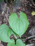 Слика од Dioscorea bulbifera L.