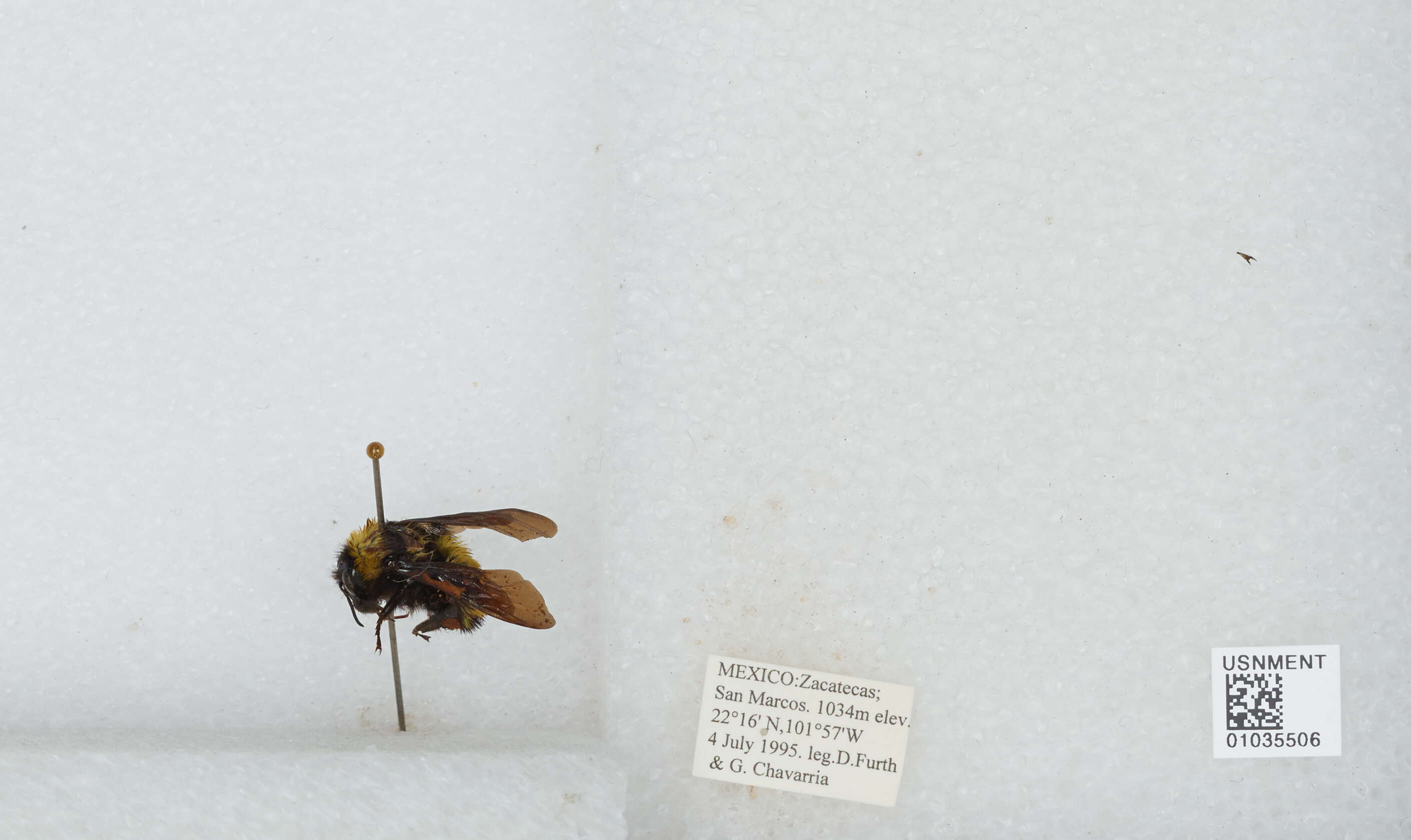 Слика од Bombus sonorus Say 1837