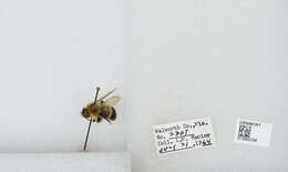 Image of Rusty patched bumble bee
