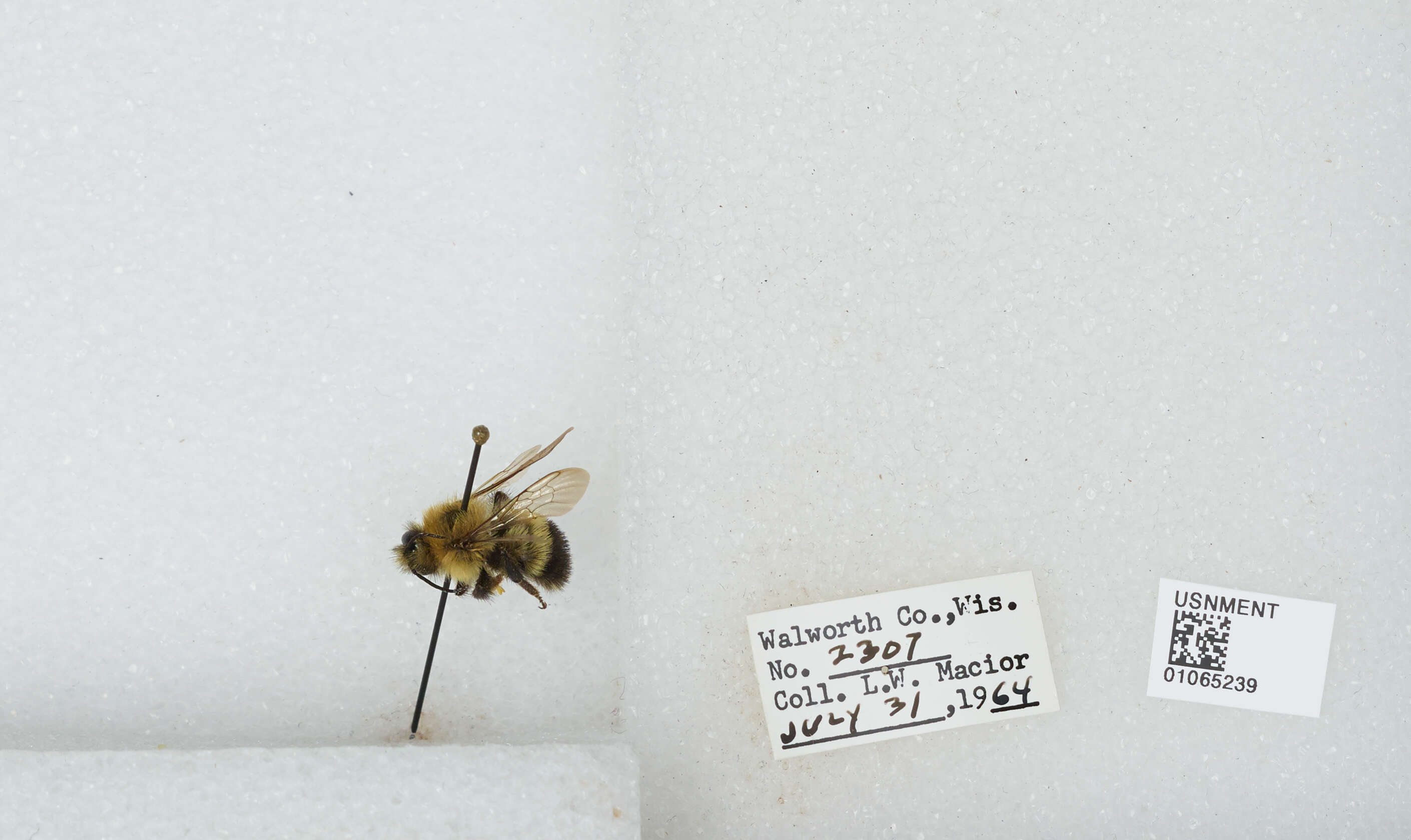 Image of Rusty patched bumble bee