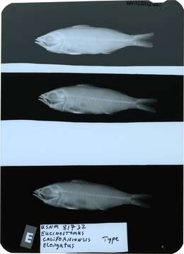 Sivun Eucinostomus californiensis elongatus Meek & Hildebrand 1925 kuva