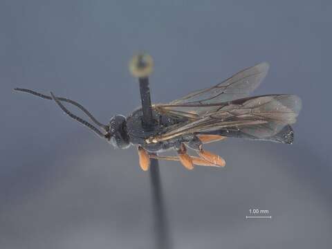 Image of Exochus mitratus orias Townes & Townes 1959