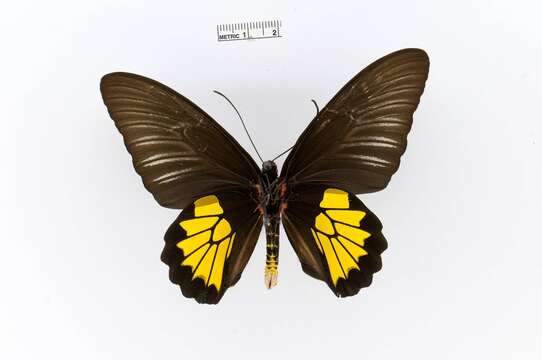 Image of Ceylon birdwing