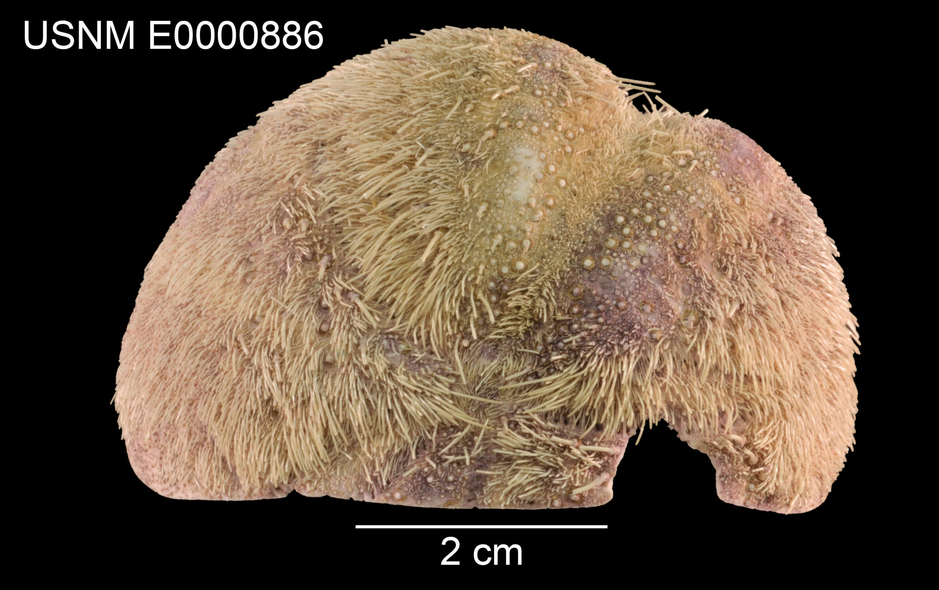 Image of Spatangus californicus H. L. Clark 1917