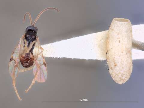 Image of Microplitis kewleyi Muesebeck 1922
