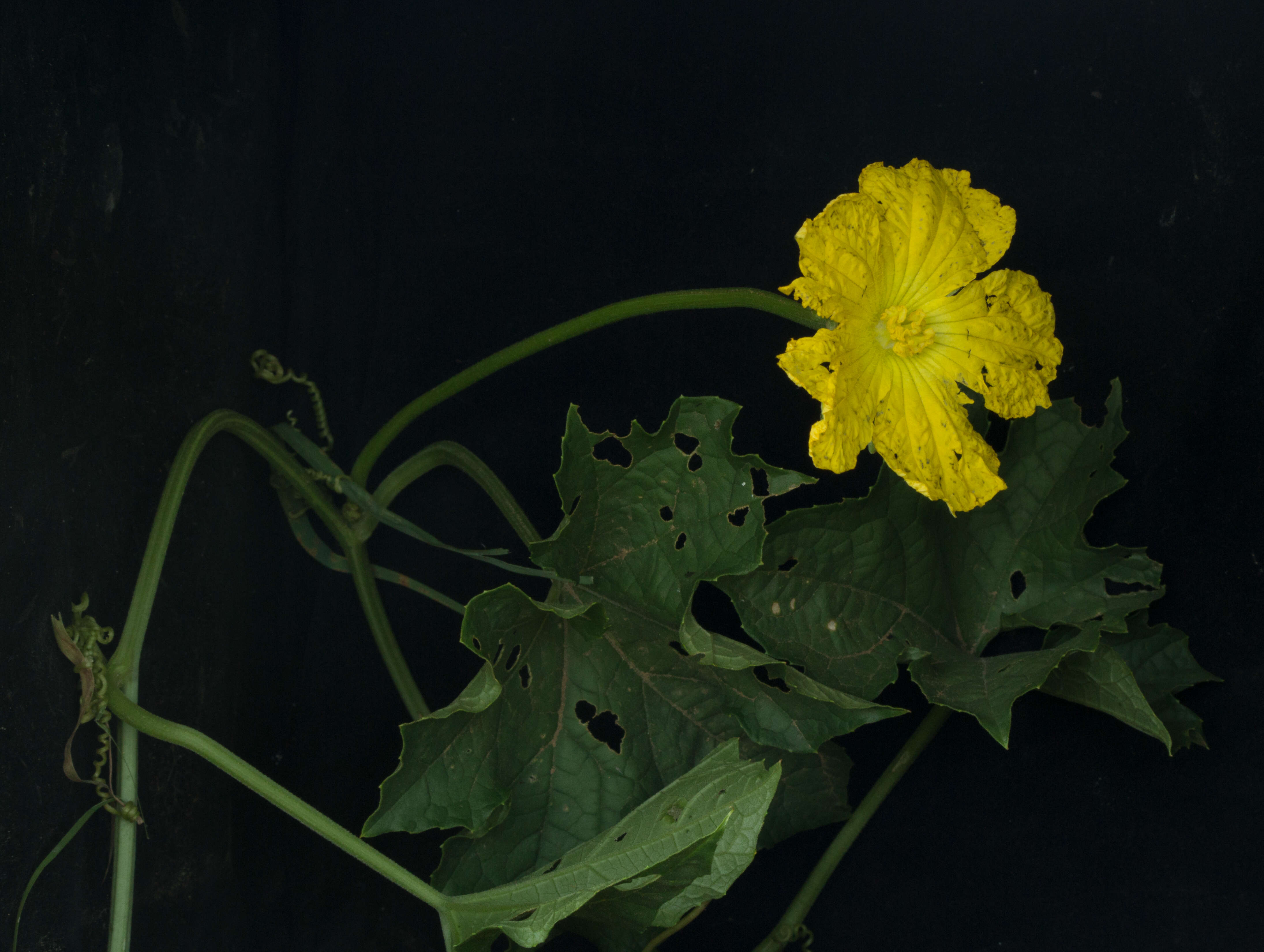 Image of Luffa cylindrica M. Roem.