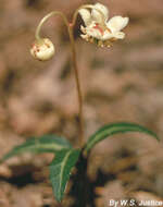 Image of striped prince's pine