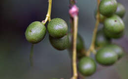 Image of Chondrodendron Ruiz & Pav.