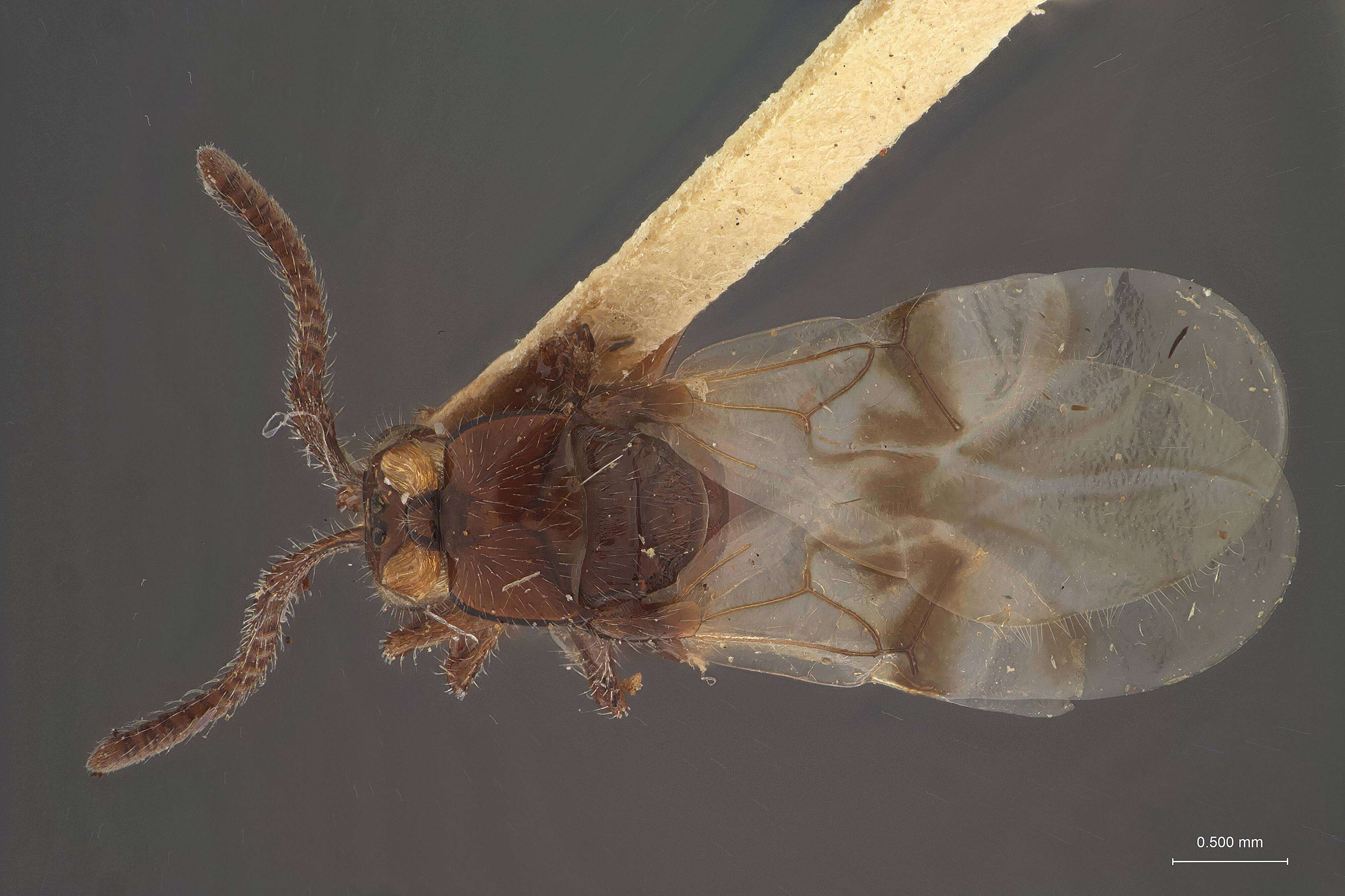Image of Loboscelidia antennata Fouts 1922