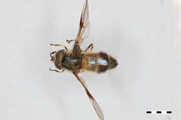 Image of Syrphidae