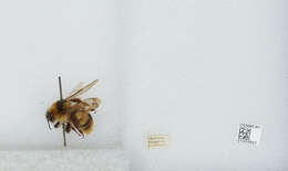 Image of Bombus ignitus Smith 1869