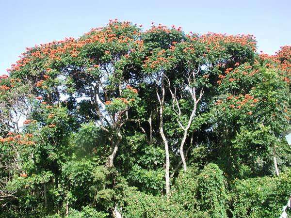 Image of African tulip tree