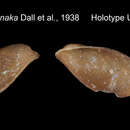 Image of Gastrochaena kanaka (Dall, Bartsch & Rehder 1938)