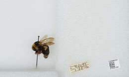 Image of Two Form Bumble Bee