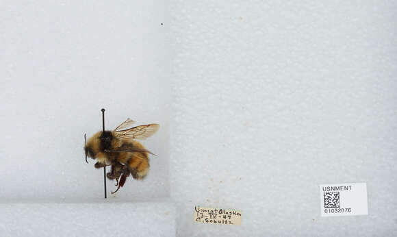 Image de Bombus sylvicola Kirby 1837