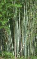 Image of Black bamboo