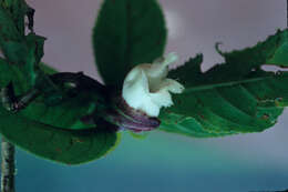 Image of Drymonia serrulata (Jacq.) Mart.