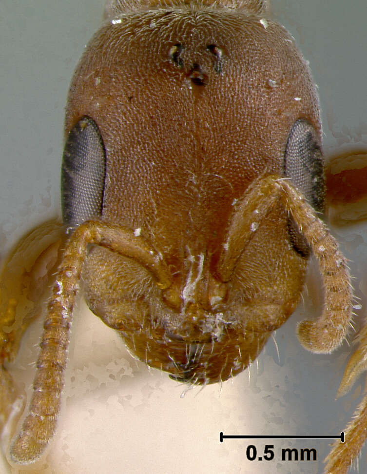 Image of Pseudomyrmex canescens (Smith 1877)