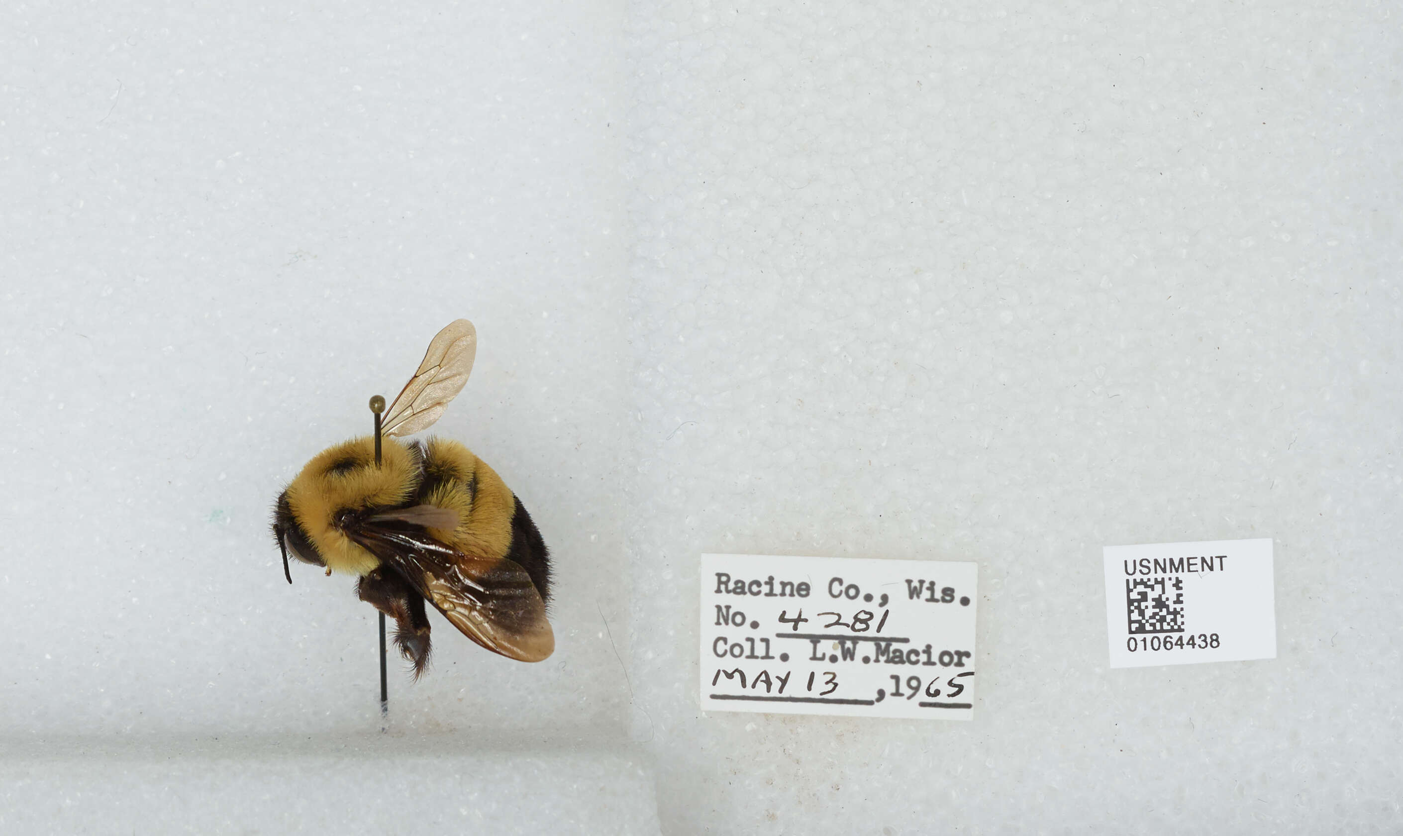 Image of Rusty patched bumble bee