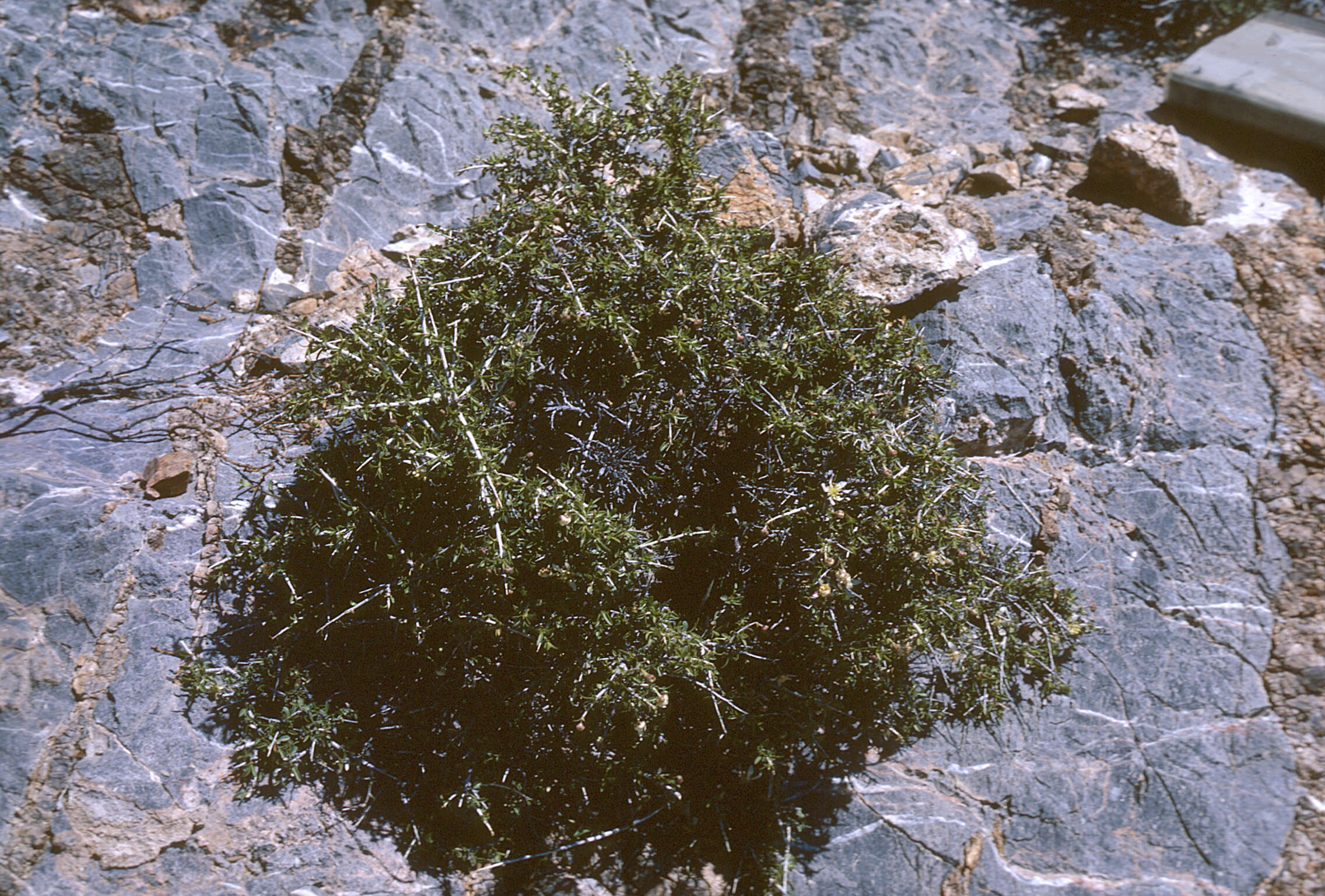 Image of ragged rockflower