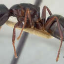 Camponotus cristatus sadinus Mann 1921 resmi