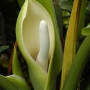 Image of Comb-Leaf Philodendron