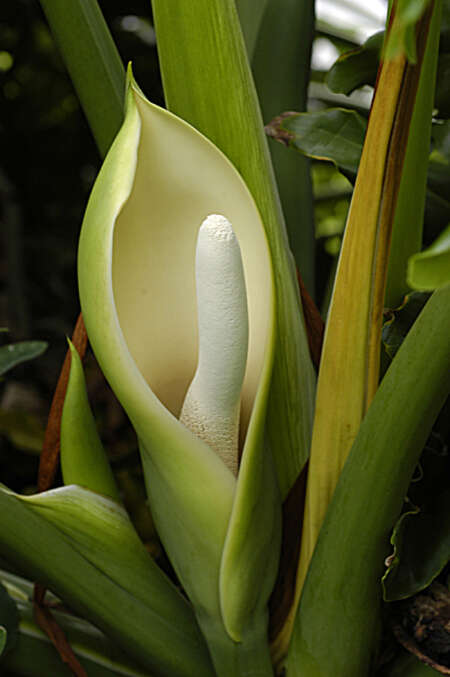 Image of Comb-Leaf Philodendron