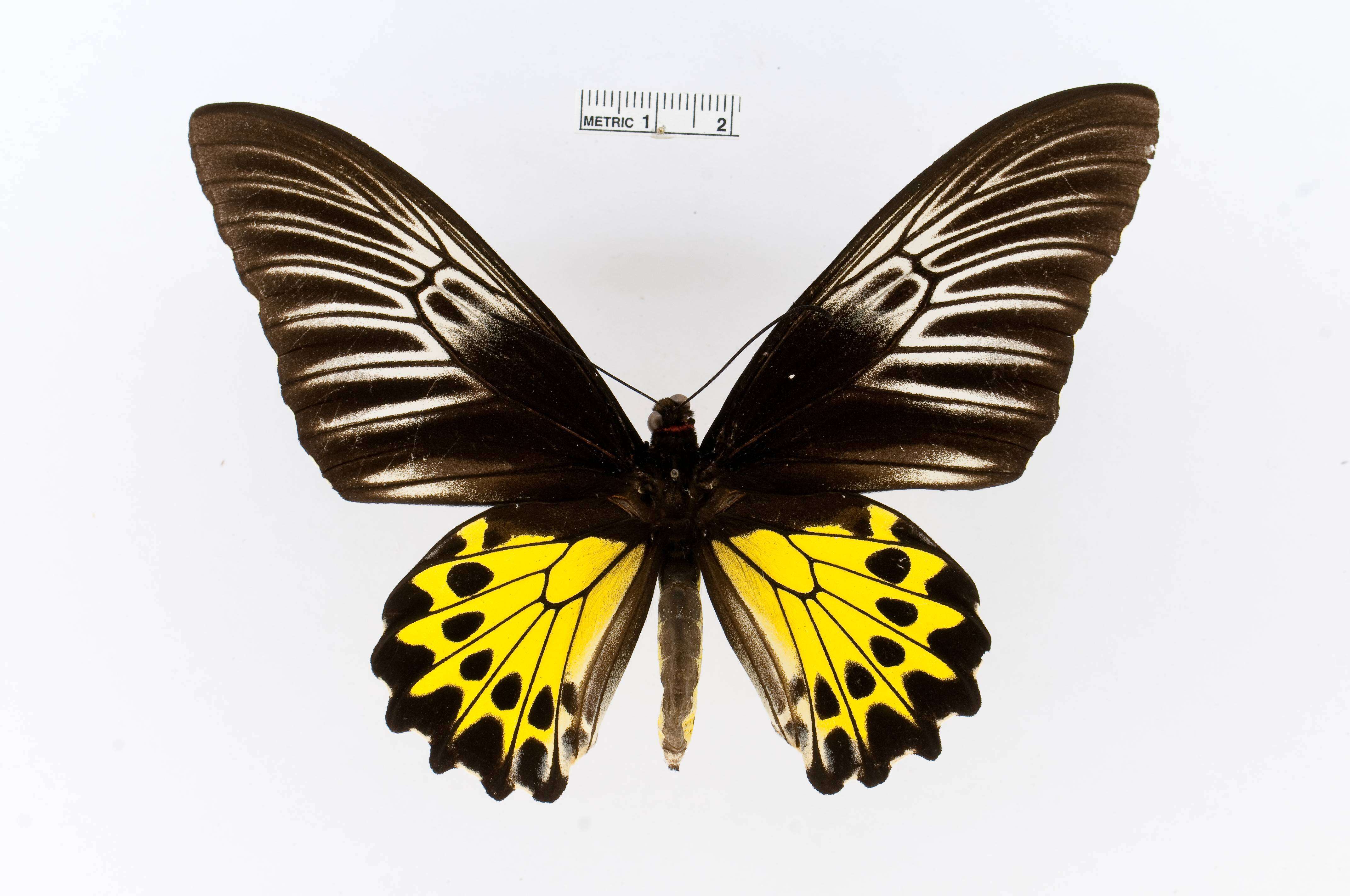 Image of Common birdwing