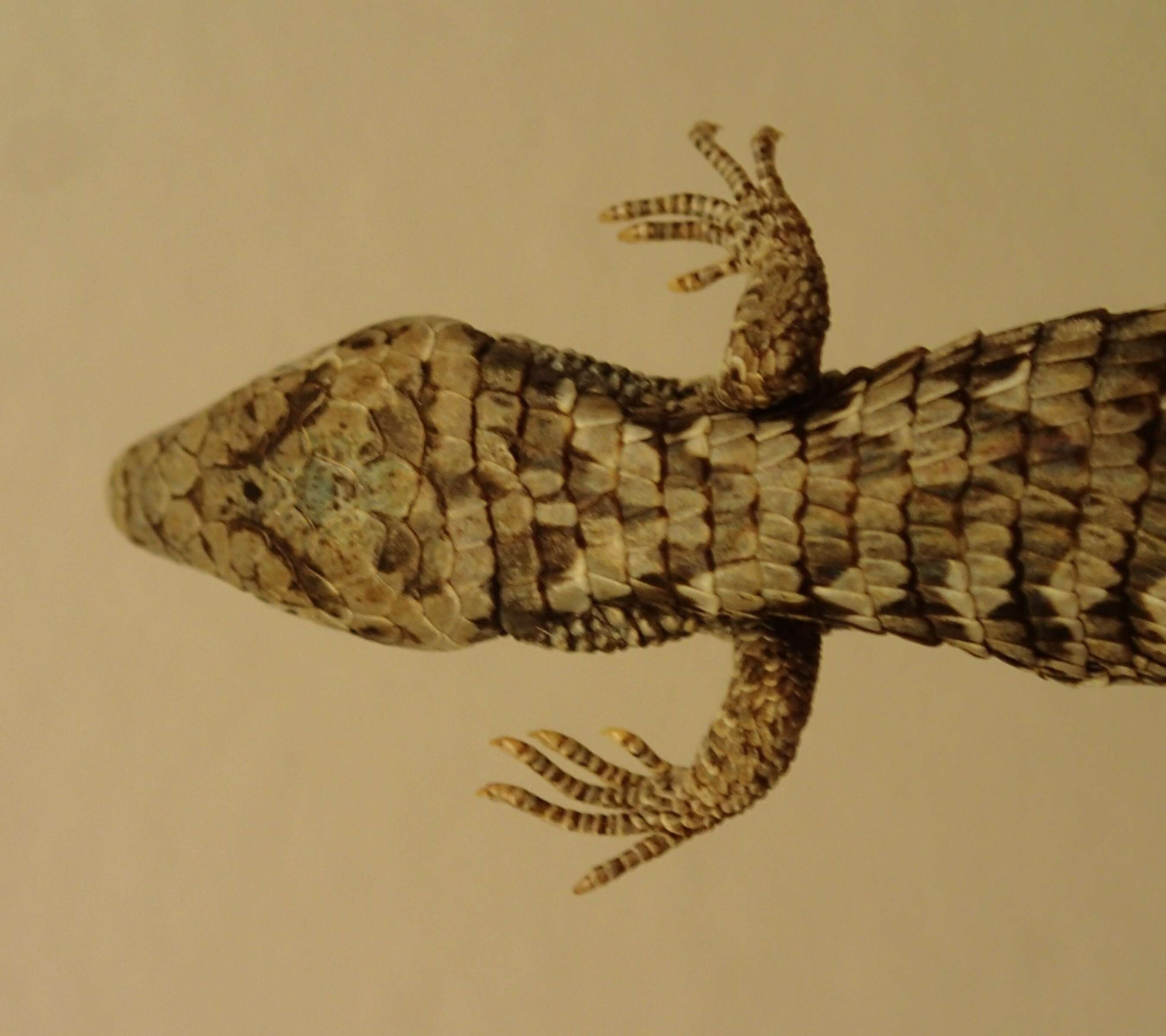 Image of Terrestrial Arboreal Alligator Lizard