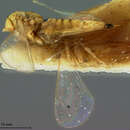 Sivun Chrysonotomyia auripunctata (Ashmead 1894) kuva