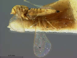 صورة Chrysonotomyia auripunctata (Ashmead 1894)