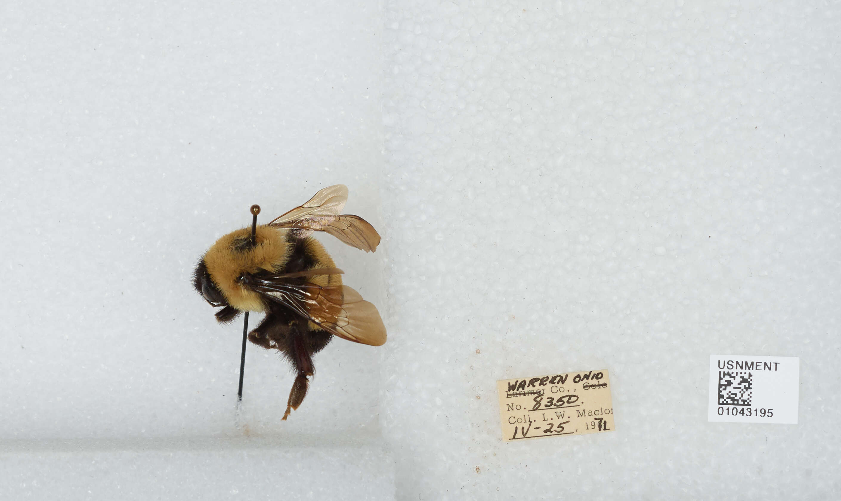 Image of Rusty patched bumble bee