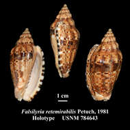 Image of Voluta retemirabilis (Petuch 1981)