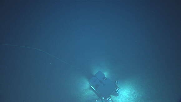 Image of Deep Sea Sponge