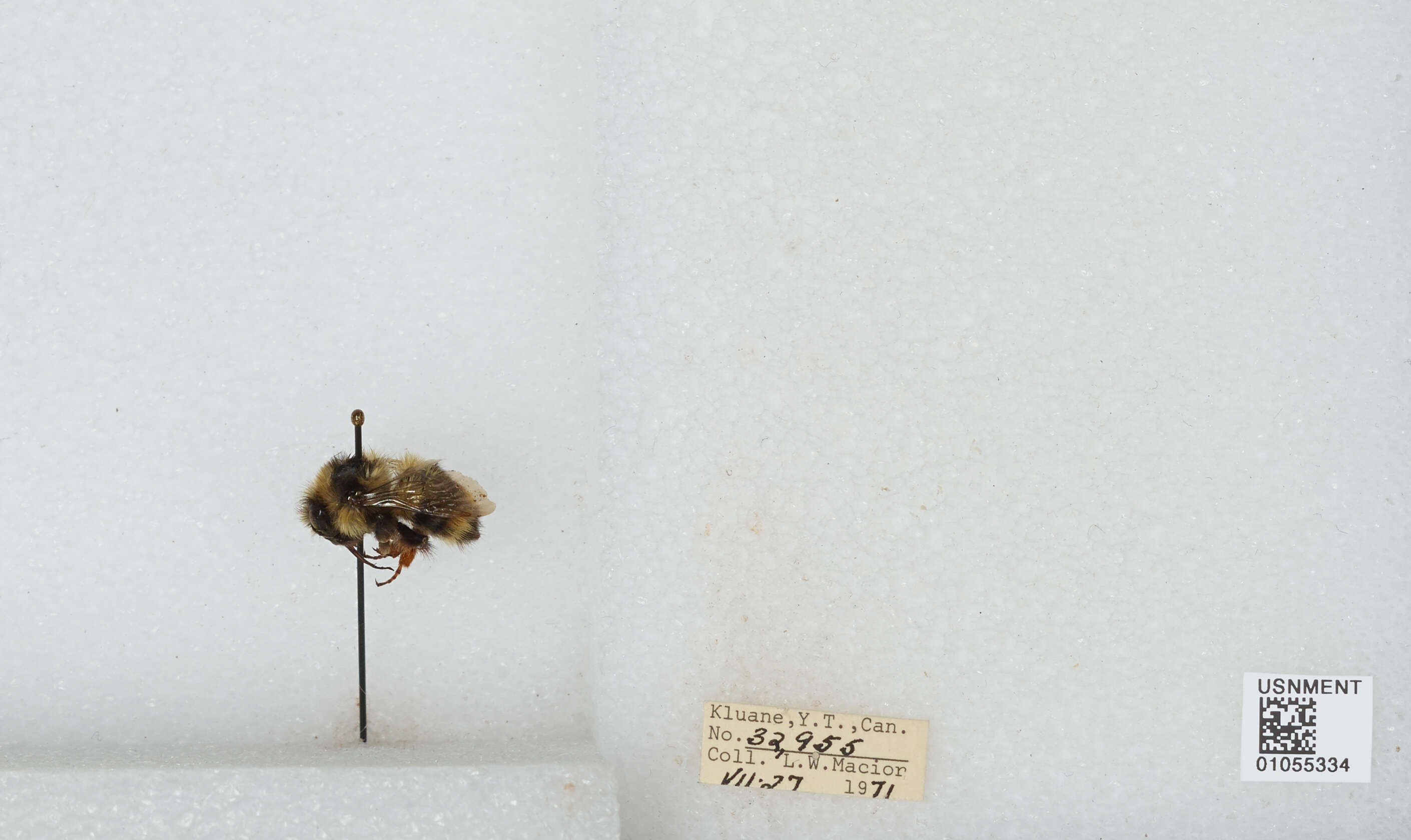 Image of Two Form Bumble Bee