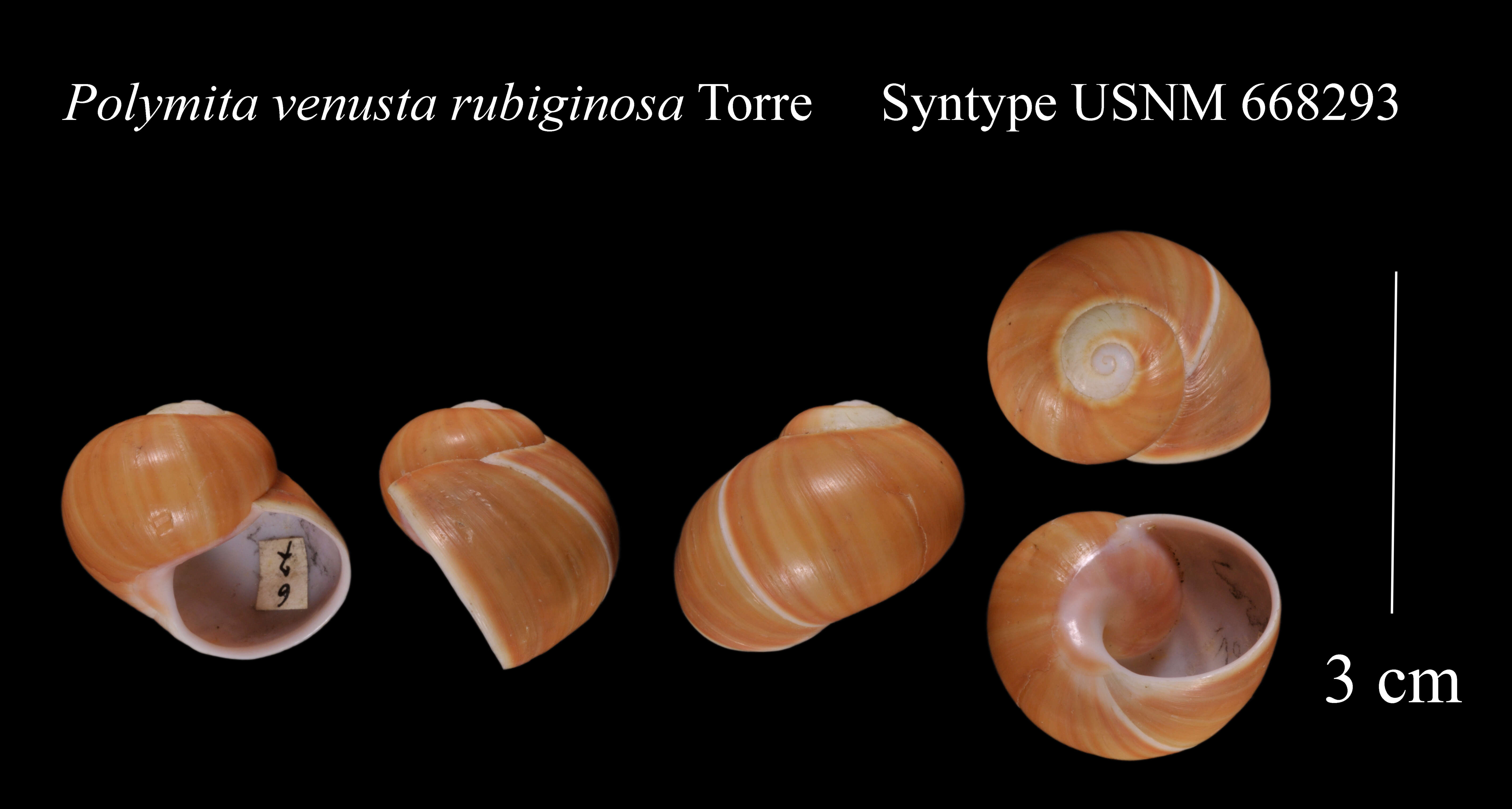 Image of Polymita venusta (Gmelin 1786)