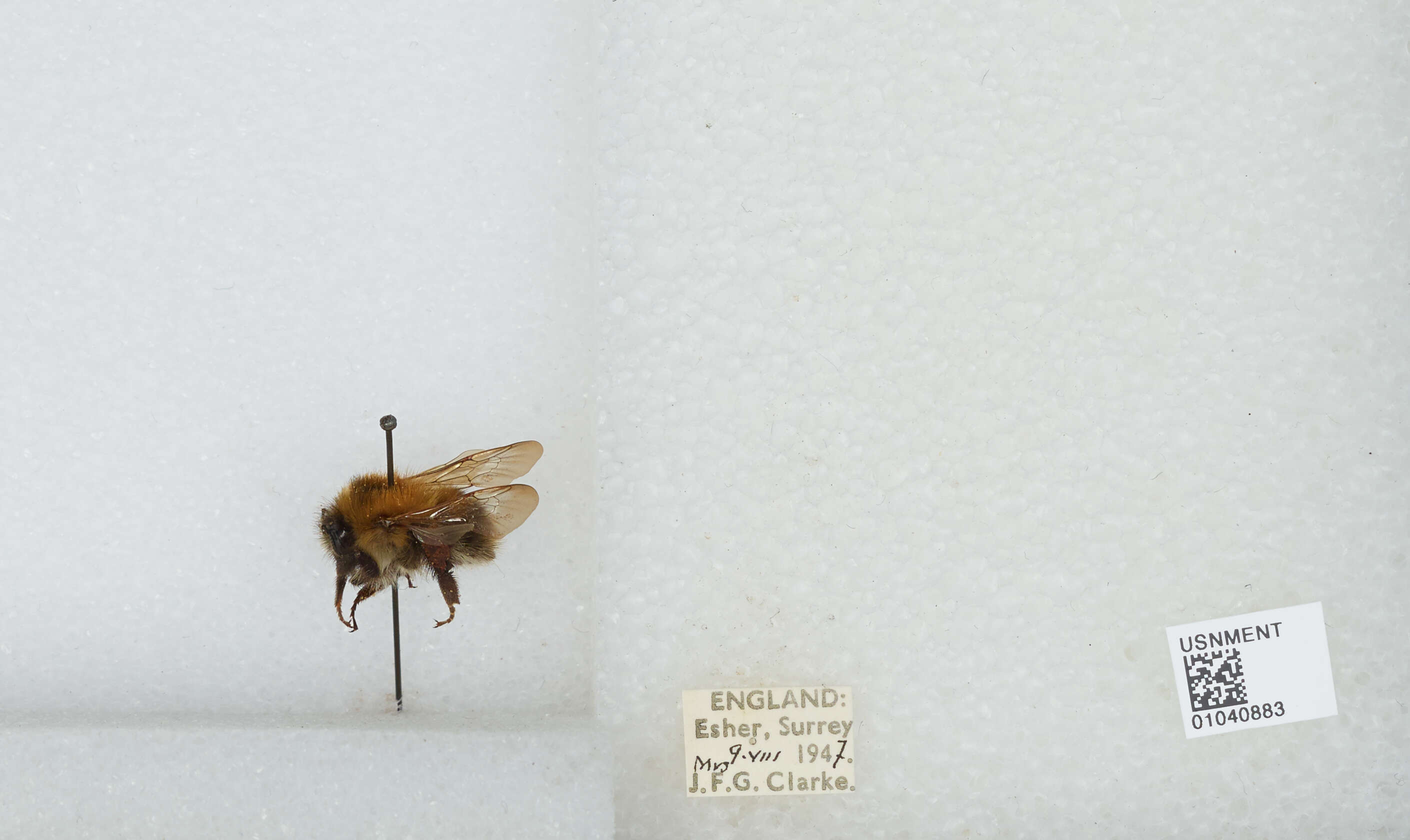 Image of Common carder bumblebee