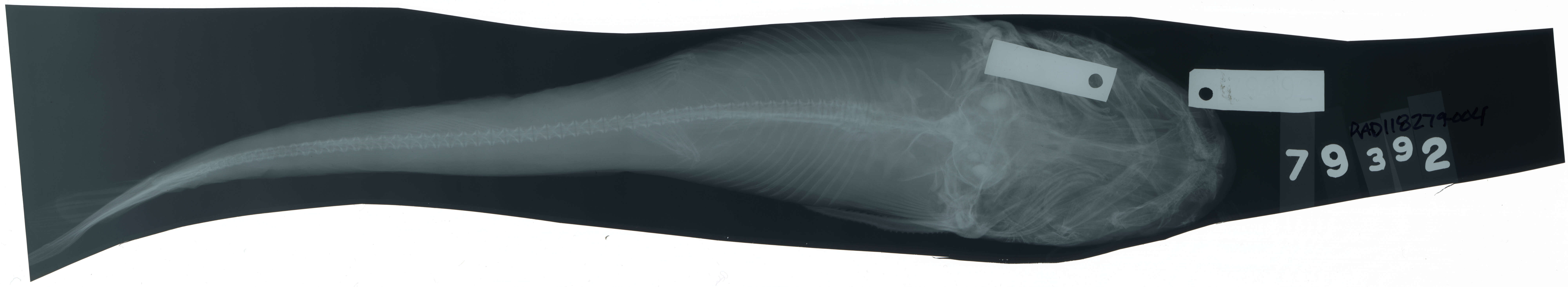 Notarius lentiginosus (Eigenmann & Eigenmann 1888) resmi