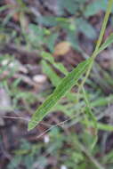 Image of white thoroughwort