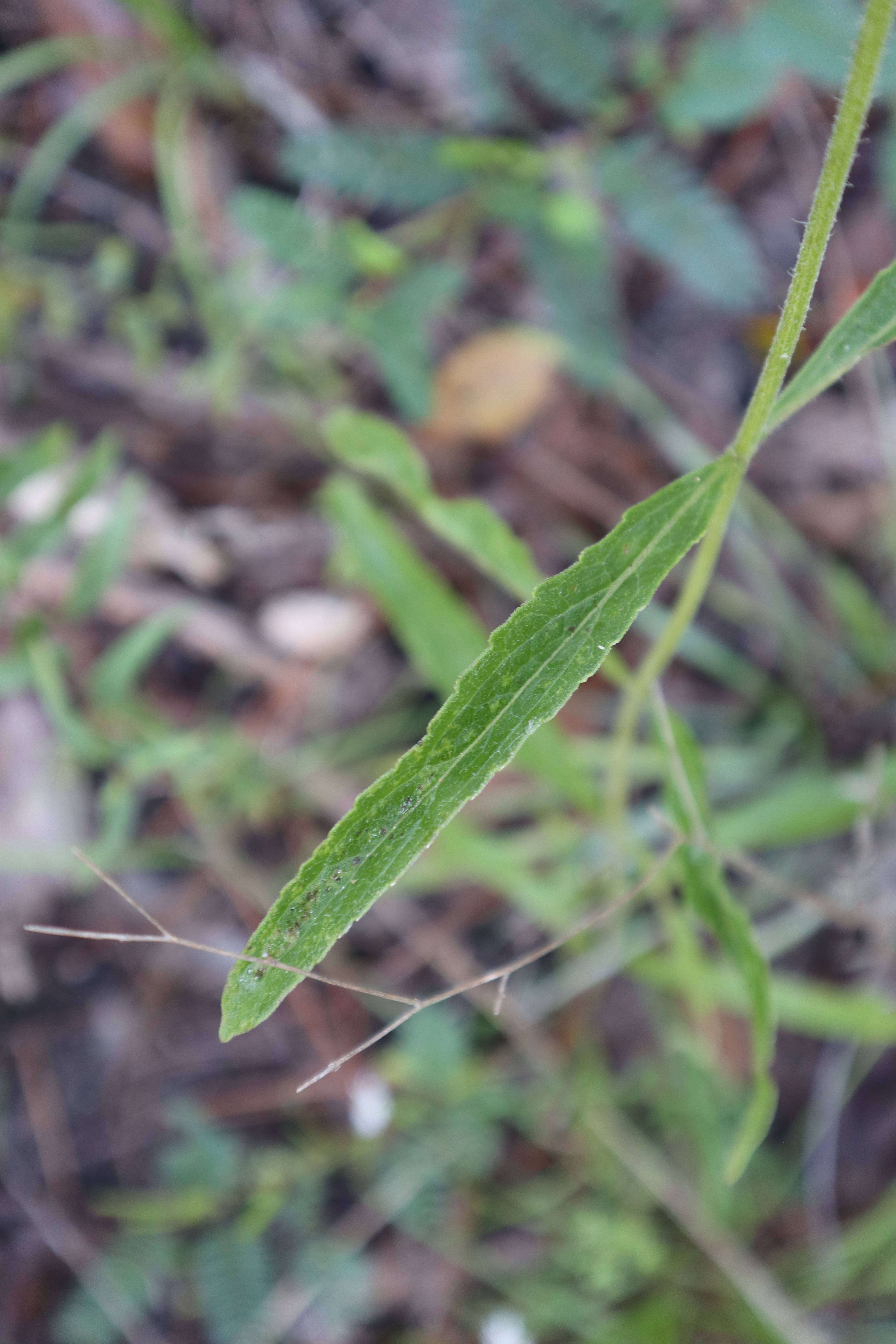 Eupatorium album L. resmi