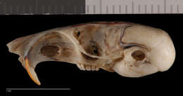 Image of Arizona pocket mouse