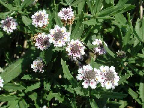 Plancia ëd Phyla nodiflora (L.) Greene