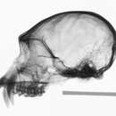 Image of Hylobates klossii (Miller 1903)