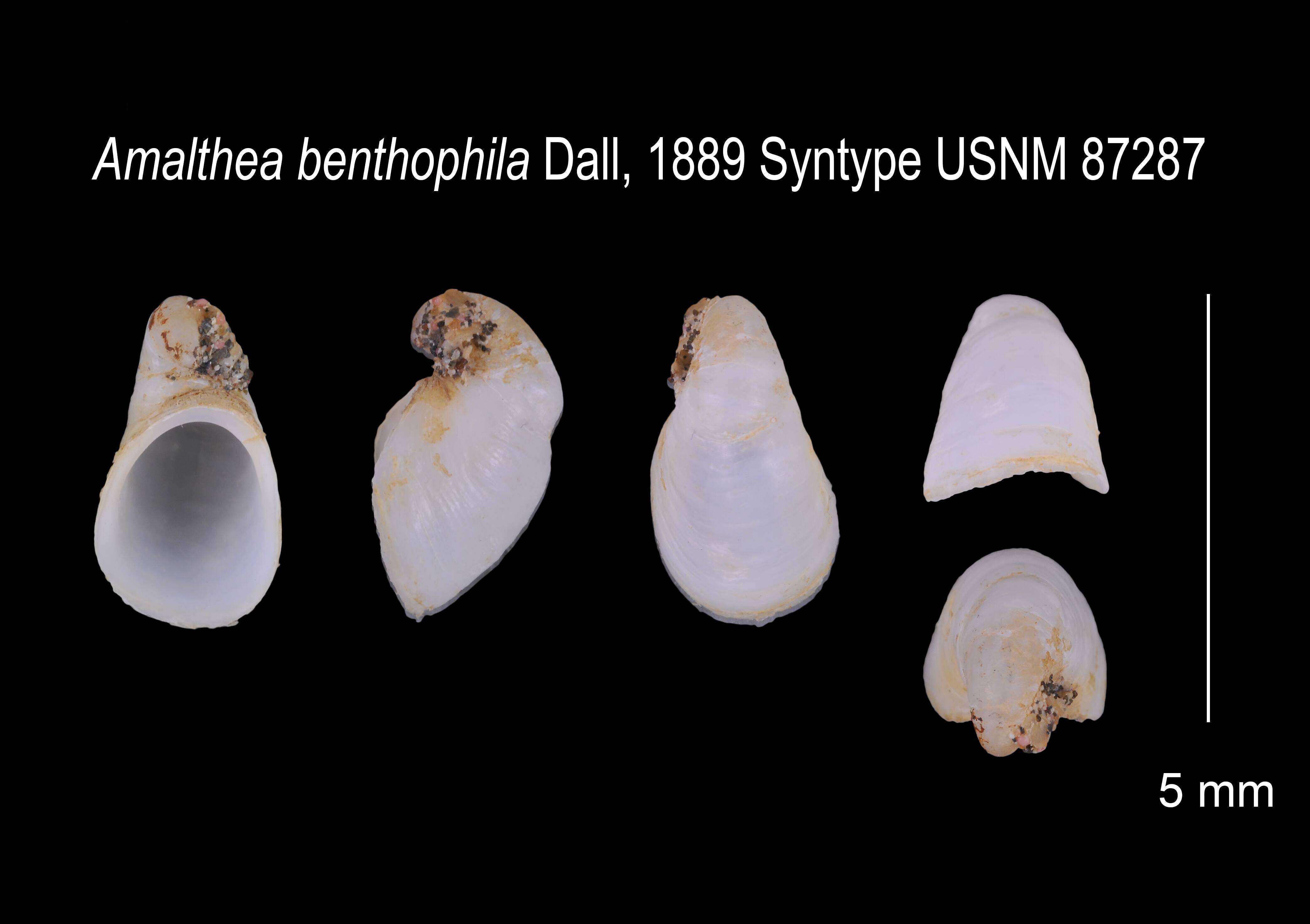 Image de Hipponix benthophila (Dall 1889)
