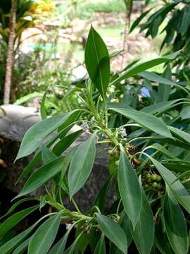 <i>Myoporum sandwicense</i> A. Gray resmi