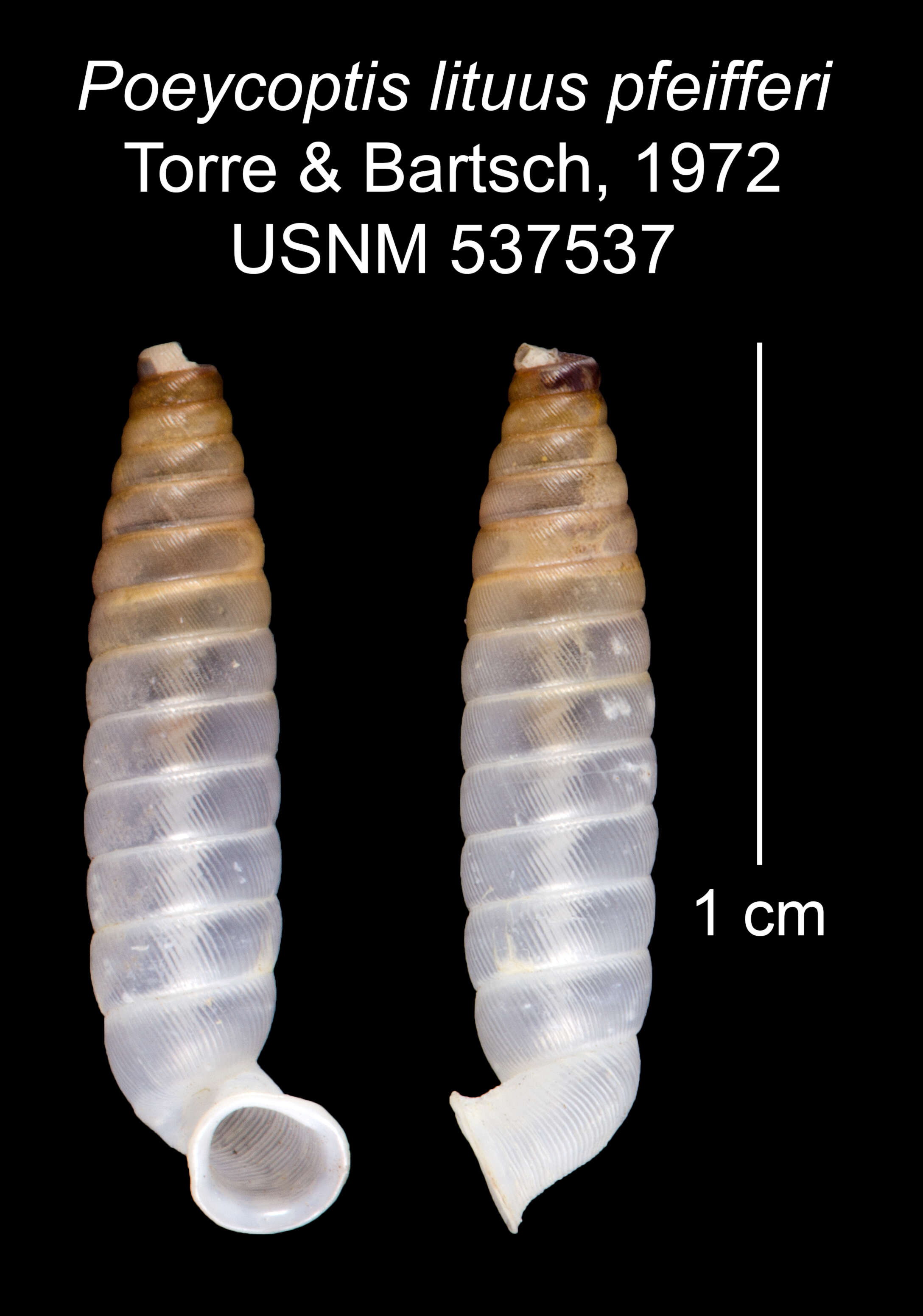 Imagem de Poeycoptis lituus pfeifferi C. Torre & Bartsch 1972