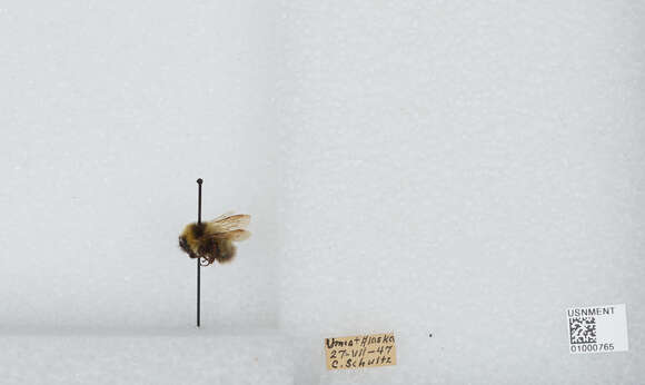 Image of Bombus jonellus (Kirby 1802)