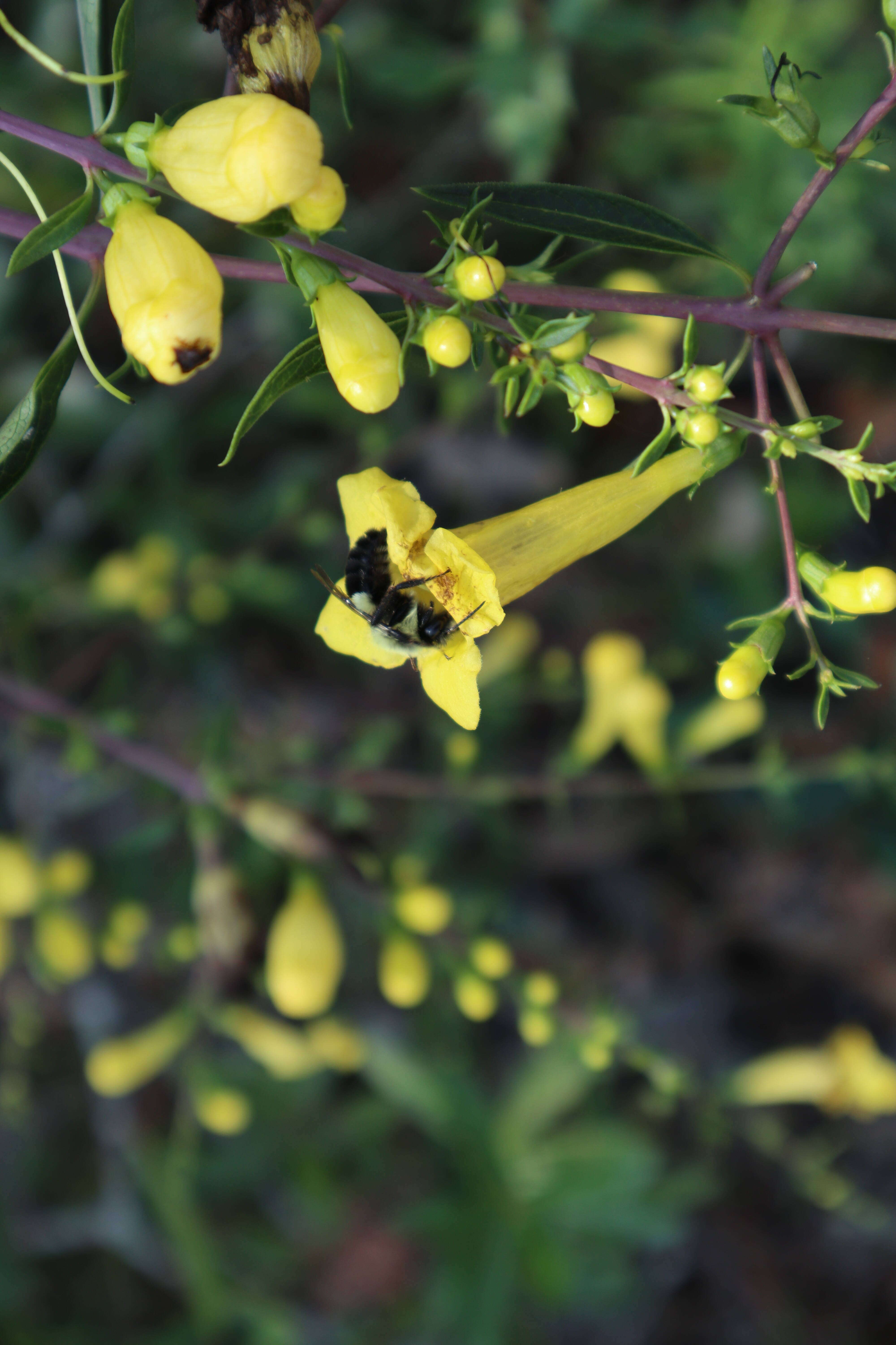 Image of smooth yellow false foxglove