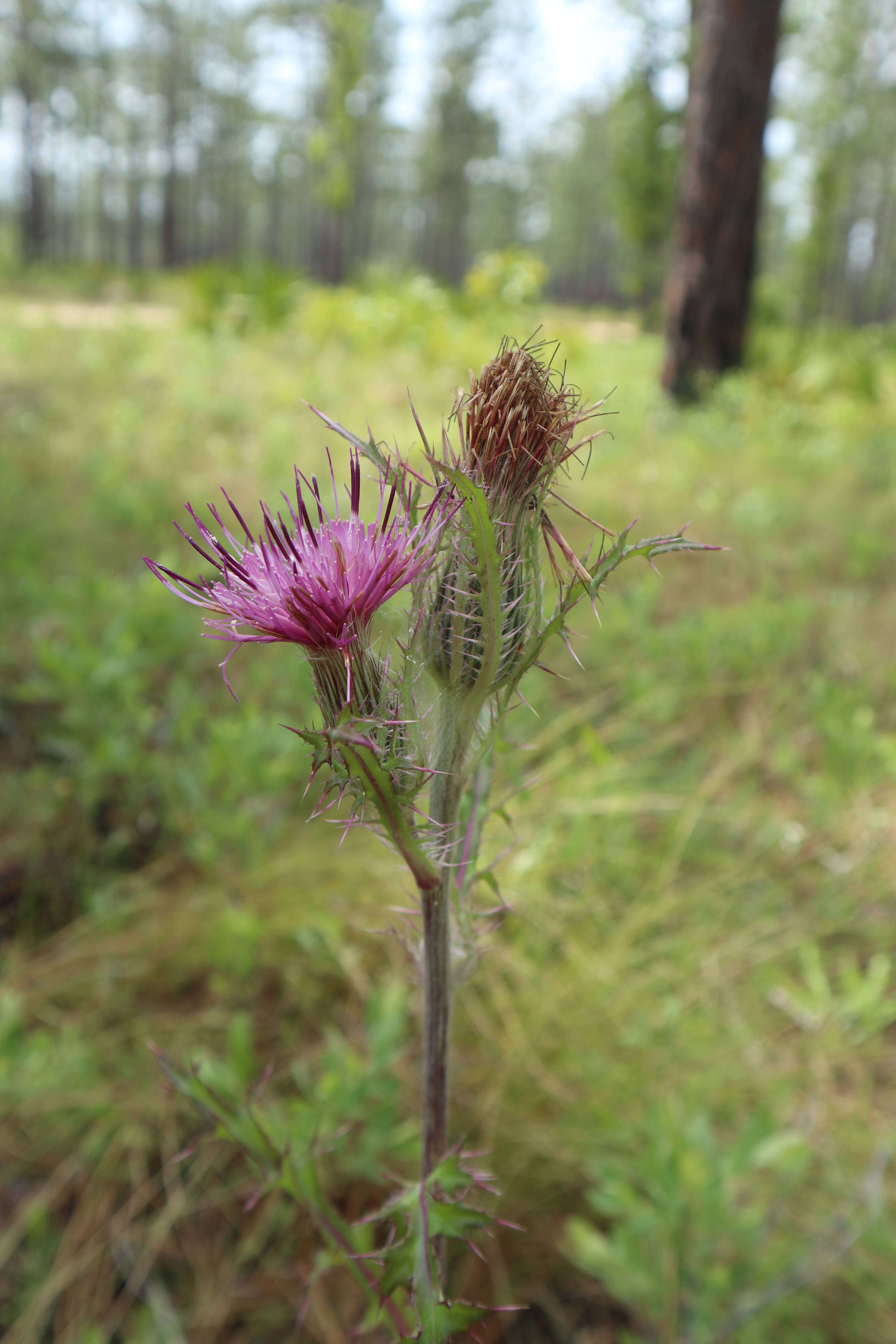Image of yellow thistle