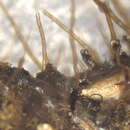 Image of Pterobranchia